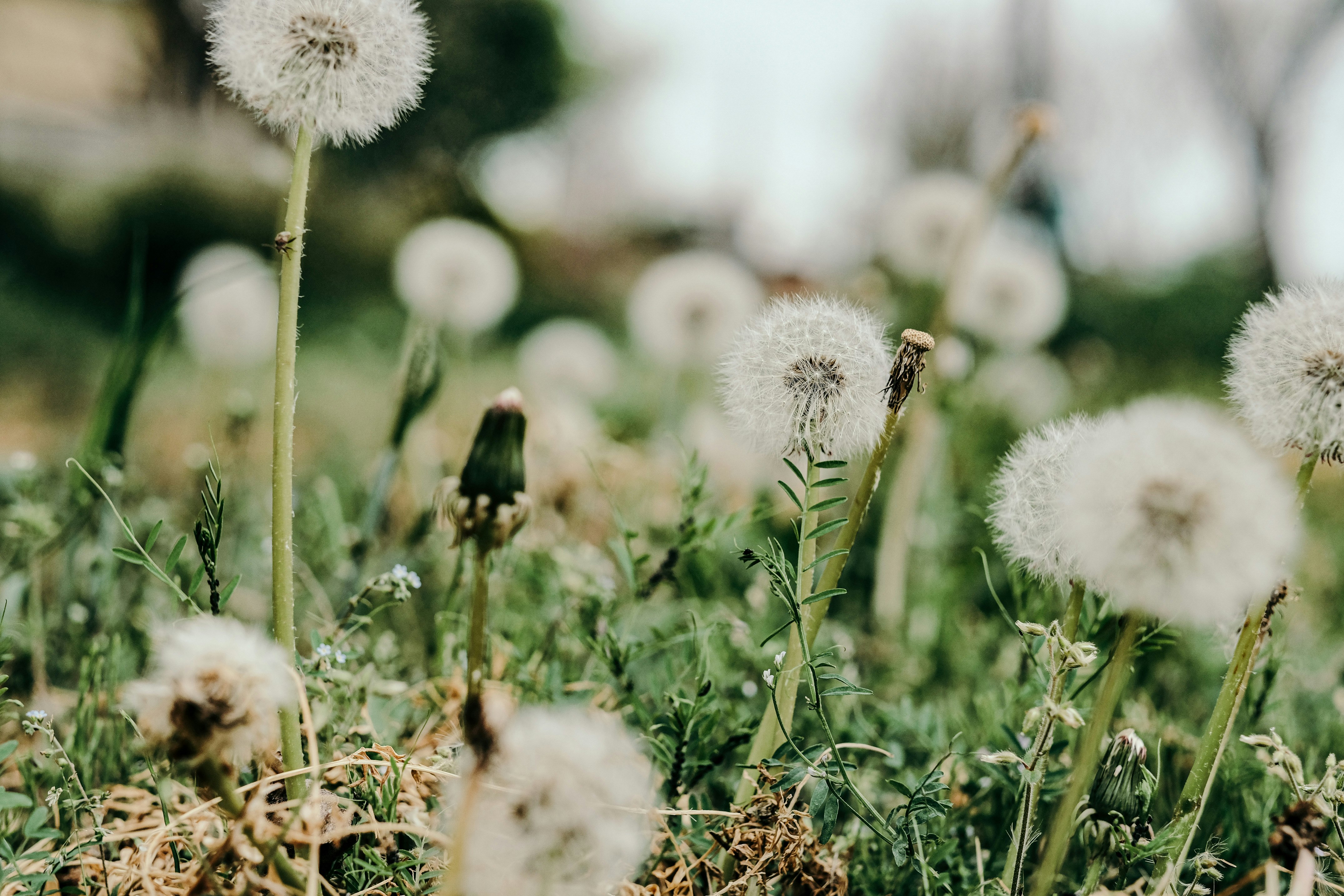 white dandelion in close up photography